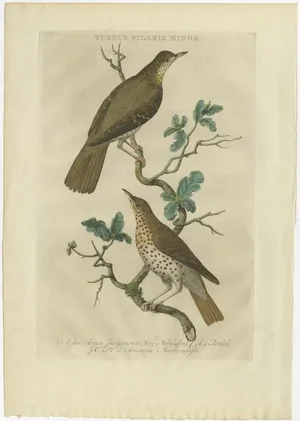 Sepp & Nozeman, Fieldfare, 1770, Paper