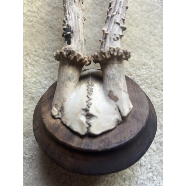 Mounted Roe Buck Antlers, Set of Five For Sale - Image 12 of 16