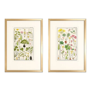 Pair of Original Hand-Colored Botanical Engravings From Dr. David Dietrich's Flora Universalis, C. 1850 | Custom Framed Antique Botanical Prints Set A For Sale