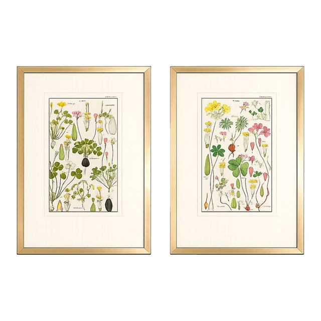 Pair of Original Hand-Colored Botanical Engravings From Dr. David Dietrich's Flora Universalis, C. 1850 | Custom Framed Antique Botanical Prints Set A For Sale