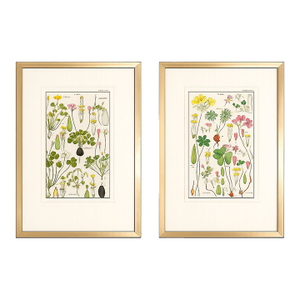Pair of Original Hand-Colored Botanical Engravings From Dr. David Dietrich's Flora Universalis, C. 1850 | Custom Framed Antique Botanical Prints Set A