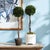 Kenneth Ludwig Chicago Boxwood Single Sphere Topiary Drop-In 24" For Sale - Image 4 of 4