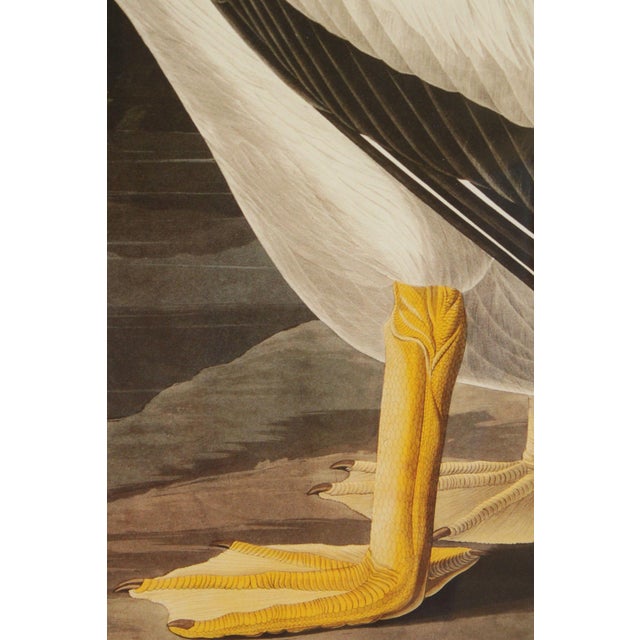 Late 20th Century John James Audubon Ornithological, 'American White Pelican' For Sale - Image 5 of 12