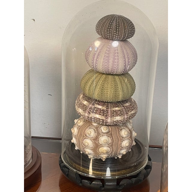 1970s 4 Vintage Coastal Marine Specimens in Domed Clochets For Sale - Image 5 of 7