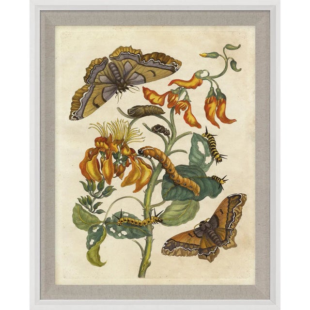Contemporary Merian Butterfly 2, Framed Artwork For Sale - Image 3 of 3