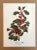 Up for sale is this charming print from an original painting by noted artist Mary Vaux Walcott (1860-1940), matted in an...