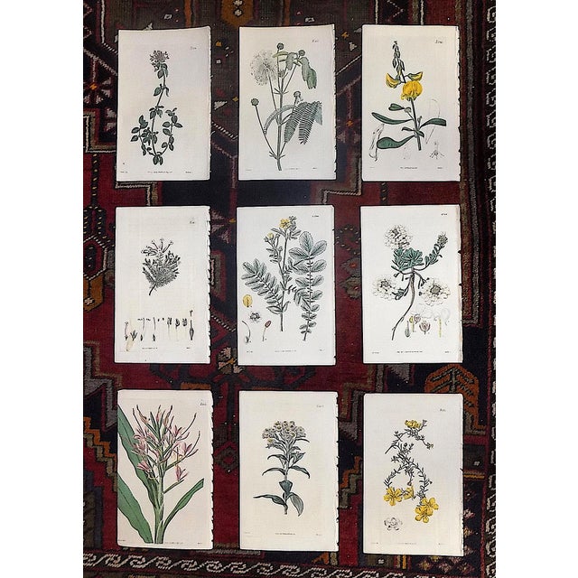 Early 18th Century Authentic Antique Early 19th Century Hand Colored Copperplate Botanical Engravings - Set of 9 For Sale - Image 5 of 5