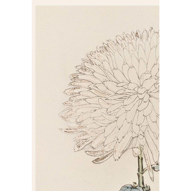 Discover a beautifully restored vintage Japanese botanical art print featuring an elegant white chrysanthemum by Keika...