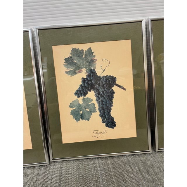 Illustration Vintage Wine Grape Varietal Lithographs, Set of Four For Sale - Image 3 of 12