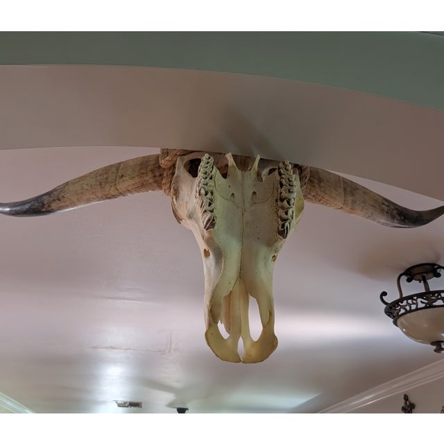 Authentic Texas Longhorn Skull For Sale In Tampa - Image 6 of 6