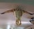 Authentic Texas Longhorn Skull For Sale In Tampa - Image 6 of 6