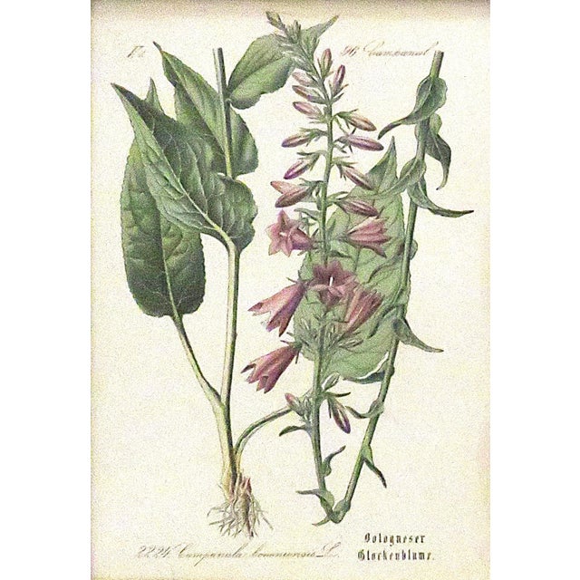 Early 20th Century Set of 5 Antique Botanical Prints Framed Floral Flowers For Sale - Image 5 of 7