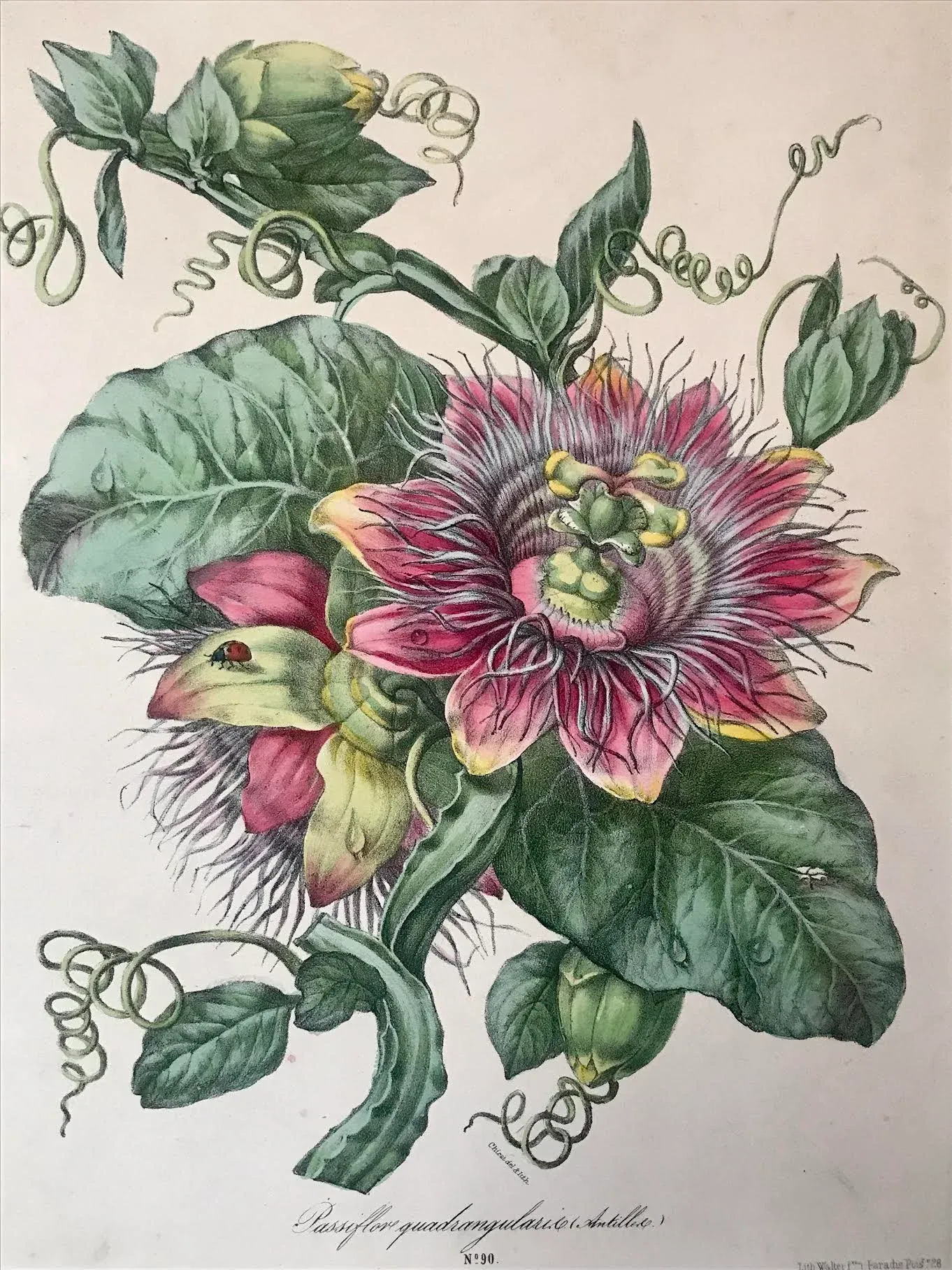 Antique French Botanical Lithograph Print Passion Fruit Flower
