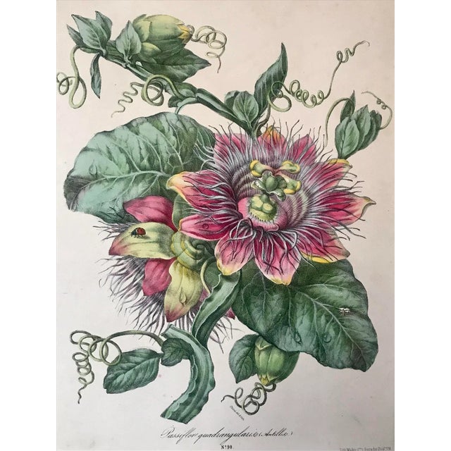 19th Century Antique French Botanical Lithograph Print Passion Fruit Flower Paris C.1860 For Sale - Image 5 of 7
