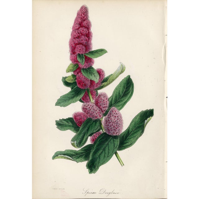 Collection of Sixteen Hand-Colored Botanical Prints by Sir Joseph Paxton, England, Circa 1850 For Sale - Image 13 of 17