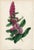 Collection of Sixteen Hand-Colored Botanical Prints by Sir Joseph Paxton, England, Circa 1850 For Sale - Image 13 of 17