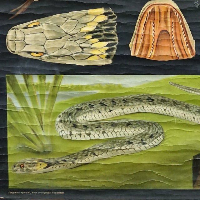 Snake Serpent Wall Chart from Jung Koch Quentell, 1960s For Sale - Image 6 of 8
