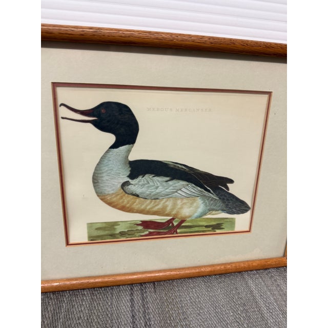 Jan Christian Sepp Merganser Duck Engraving Reproductions, Pair For Sale - Image 4 of 9