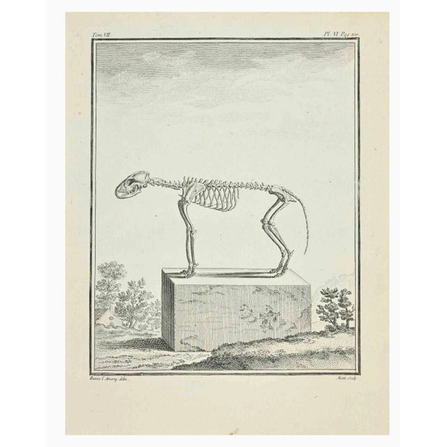 The Skeleton is an etching realized by Jean Gullaume Moitte in 1771. It belongs to the suite "Histoire Naturelle de...
