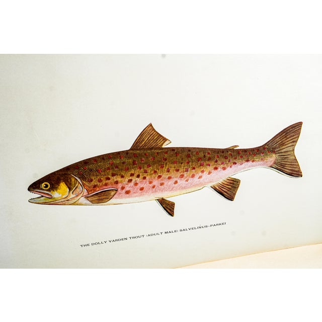 Animal Skin Rare Author Signed Trout Fly Fishing in America Antique Leather Spine Book 1914 For Sale - Image 7 of 12