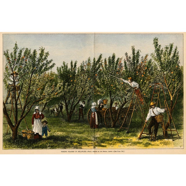 Peach Picking, Delaware Orchard - Hand-Colored Original Print, Framed (Dated 1878) For Sale - Image 4 of 5
