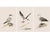 Coastal Seabird Study Set of 3, Minimalist Nautical Art Prints, 24″ × 36″ Each Reproduction For Sale