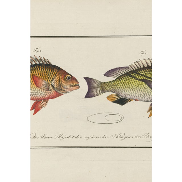 Illustration Antique Fish Study 1, Vintage Art Print Reproduction, 24" X 16" For Sale - Image 3 of 8