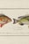 Illustration Antique Fish Study 1, Vintage Art Print Reproduction, 24" X 16" For Sale - Image 3 of 8