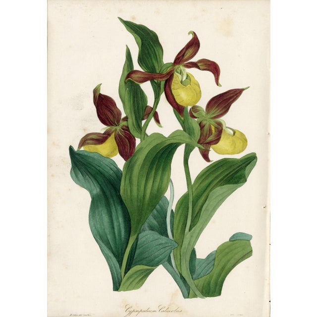 Drawing/Sketching Materials Collection of Sixteen Hand-Colored Botanical Prints by Sir Joseph Paxton, England, Circa 1850 For Sale - Image 7 of 17