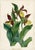 Drawing/Sketching Materials Collection of Sixteen Hand-Colored Botanical Prints by Sir Joseph Paxton, England, Circa 1850 For Sale - Image 7 of 17