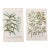 c.1730 Hand-Colored Botanical Mezzotints Pair — Indigo & Water Speedwell by Johann Wilhelm Weinmann For Sale