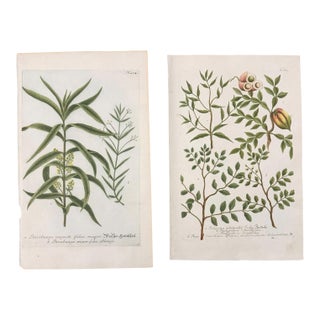 Set of 2 18th C. Antique Botanical Prints | Hand-Colored Mezzotints | Indigo & Water Speedwell by Johann Wilhelm Weinmann For Sale