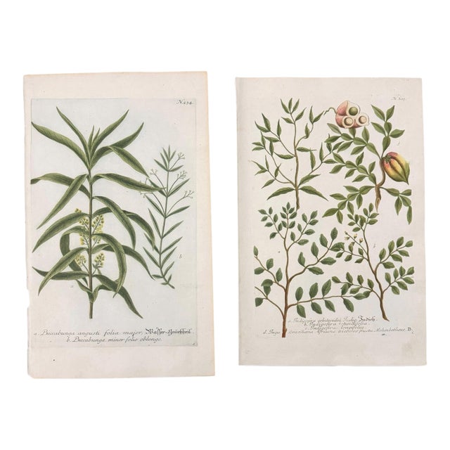 Set of 2 18th C. Antique Botanical Prints | Hand-Colored Mezzotints | Indigo & Water Speedwell by Johann Wilhelm Weinmann For Sale