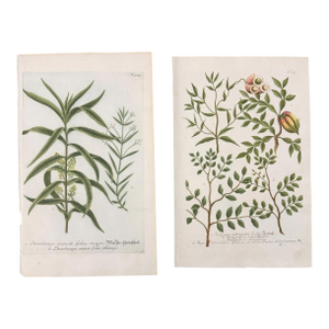 Set of 2 18th C. Antique Botanical Prints | Hand-Colored Mezzotints | Indigo & Water Speedwell by Johann Wilhelm Weinmann