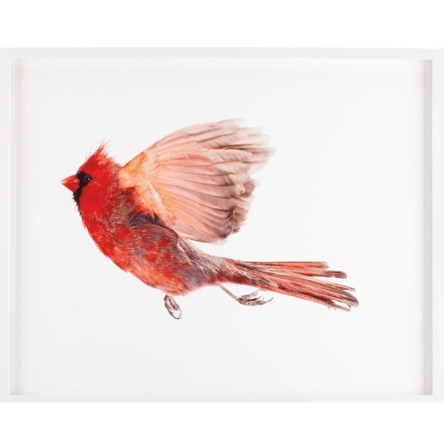 Paul Nelson - Framed Art Photos (Purchased in 2017 from Room & Board) GOLDFINCH (2010) NORTHERN CARDINAL MALE (2009) RED-...