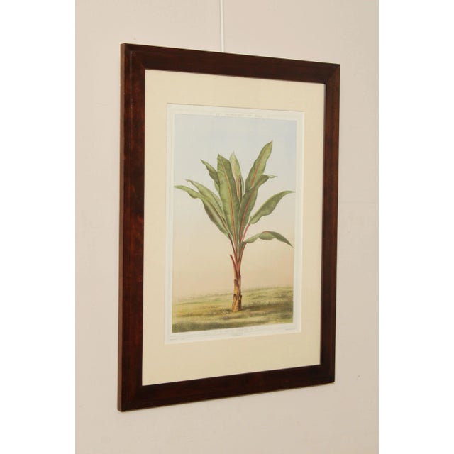 Traditional Le Promenades de Paris 'Musa Ensete' Lithograph after Francois Frederic Grobon For Sale - Image 3 of 13