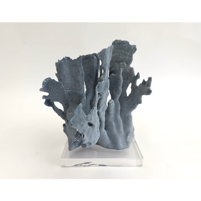 Plastic Natural Blue Coral Specimen on Acrylic Base For Sale - Image 7 of 7