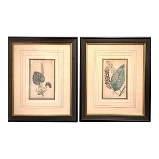 Pair of Early 19th Century Curtis Botanical Magazine Engravings, Hand-Colored, Framed (1804 & 1806) Reproduction For Sale