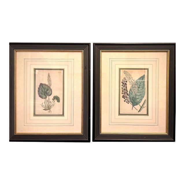 Pair of Early 19th Century Curtis Botanical Magazine Engravings, Hand-Colored, Framed (1804 & 1806) Reproduction For Sale