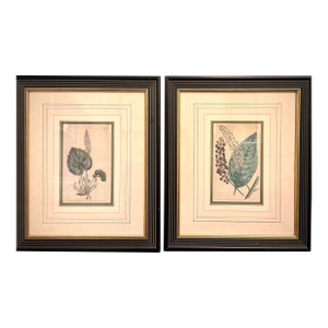 Pair of Early 19th Century Curtis Botanical Magazine Engravings, Hand-Colored, Framed (1804 & 1806) Reproduction