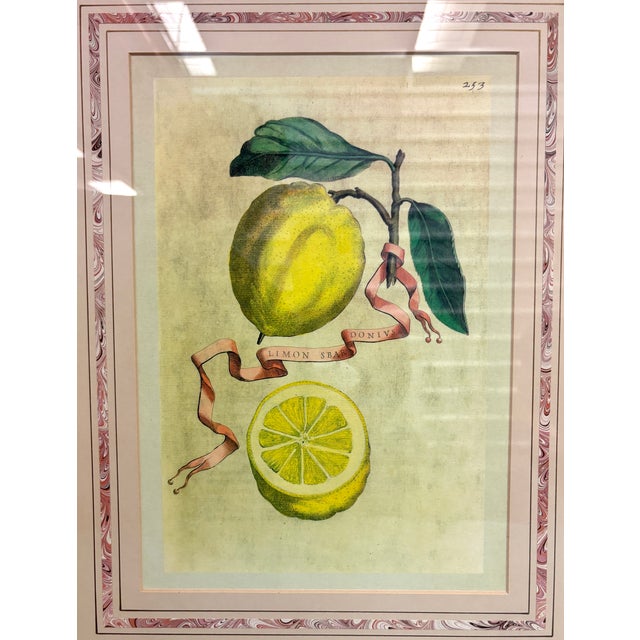 Vintage Framed “Limon Sbardonius” Lemon Citrus Botanical Print After Giovanni Battista Ferrari For Sale - Image 4 of 11