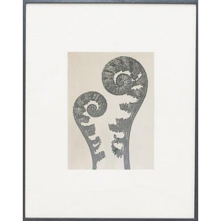 Karl Blossfeldt, Black and White Botanical Image, 1942, Photogravure, Framed For Sale