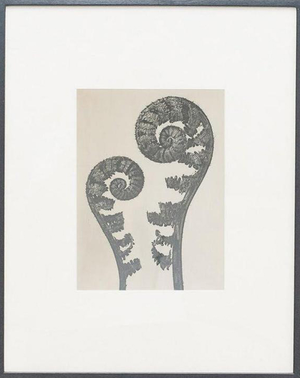 Karl Blossfeldt, Black and White Botanical Image, 1942, Photogravure, Framed