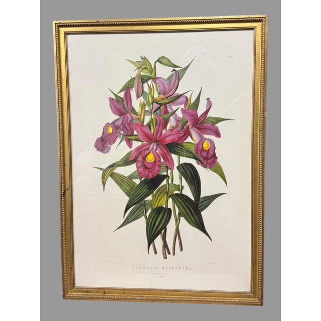 Antique Gilt Framed Botanical Print Titled Sobralia Macrantha Orchid Reproduction For Sale - Image 9 of 9
