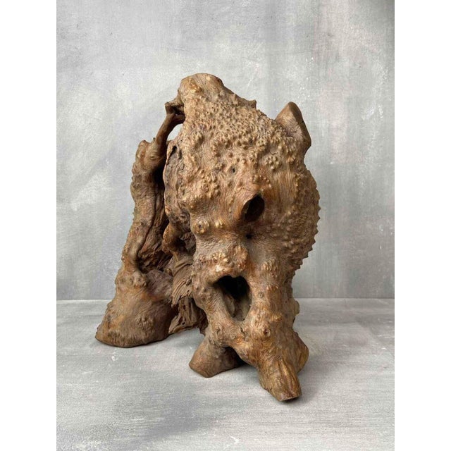 Mid-Century Modern Wabi-Sabi Japanese Sculptural Root Wood Object, 1950s For Sale - Image 3 of 9