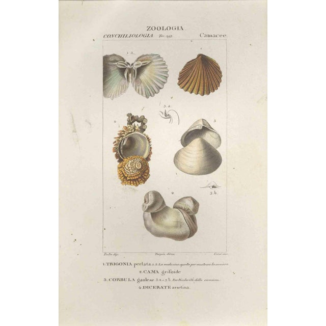 Pierre Jean François Turpin, Camacee, Etching, 1831 For Sale - Image 3 of 3