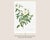 Cherokee Rose, Vintage Botanical Art Print Reproduction by Pierre-Joseph Redouté, 24" X 36" For Sale In Buffalo - Image 6 of 11