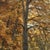 Framed Oil Painting on Canvas by Fernand Ley (1910-1973) 'Path in the Forest' For Sale - Image 14 of 17