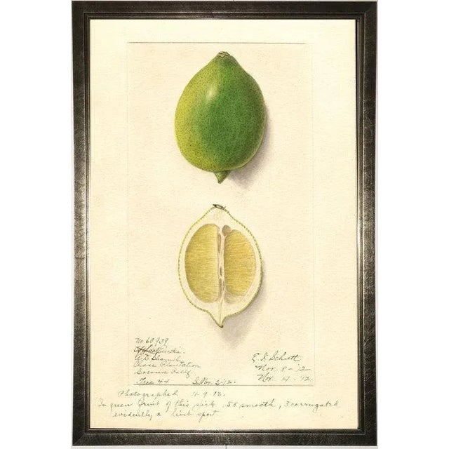 Illustration Lime Study in Pewter Shadowbox 13x19 For Sale - Image 3 of 3