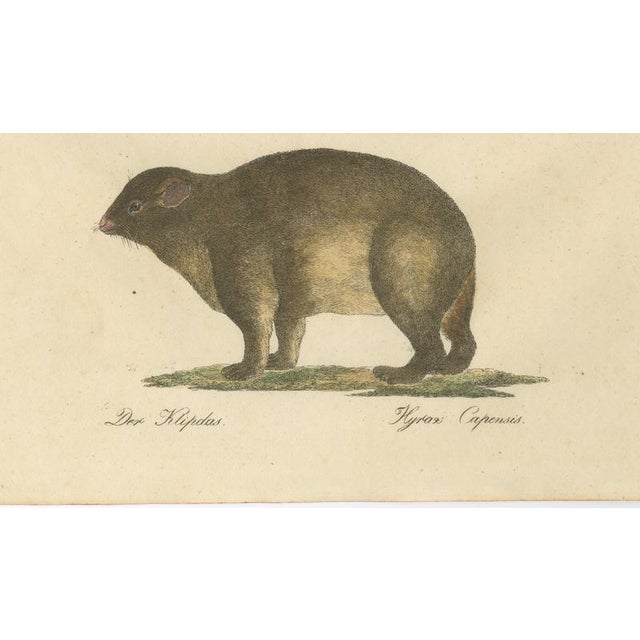 Brodtmann, Alpine Marmot, Hamster, Lemming & Rock Hyrax, 1816, Lithograph For Sale - Image 6 of 10